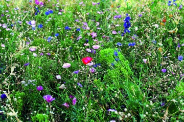 Logotrade Firmengeschenke das Foto: Samen Blumenmischung