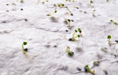 Logo trade liikelahja mainoslahja tuotekuva: Niittykukkien siemeniä A4